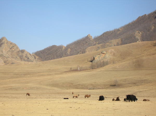 Yaks and Camels