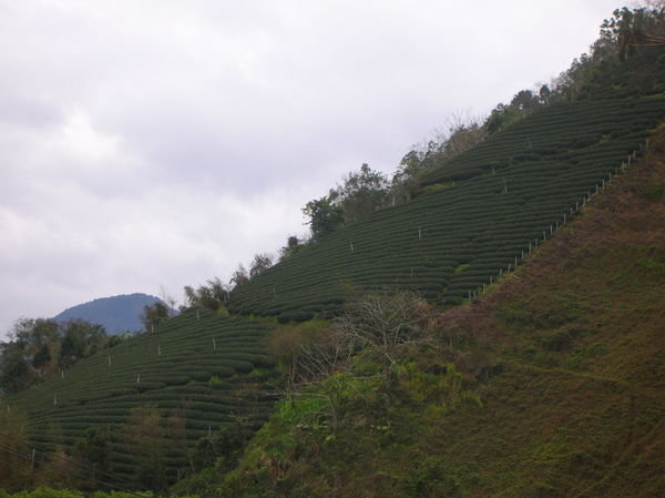 Tea Farms