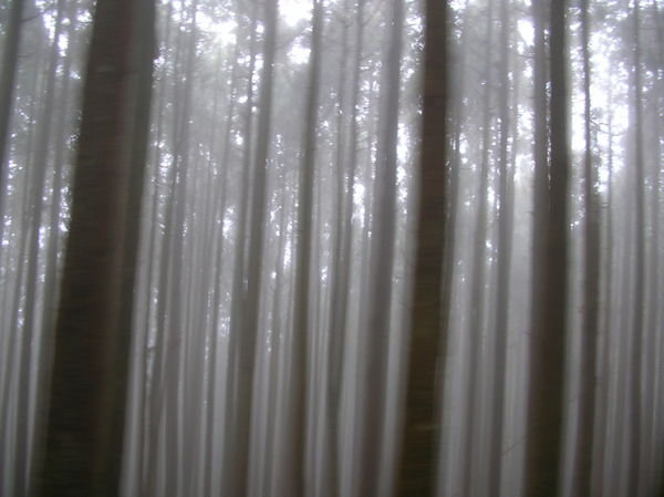 'Mist'ic Trees
