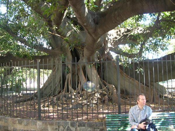Humongous Old Gum Tree