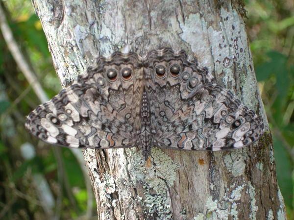Moth Camo