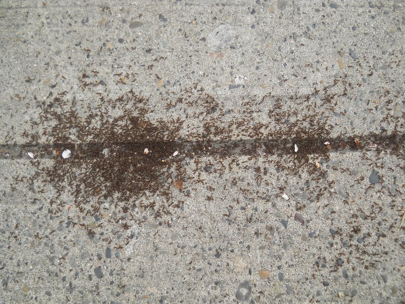 ewww ants!
