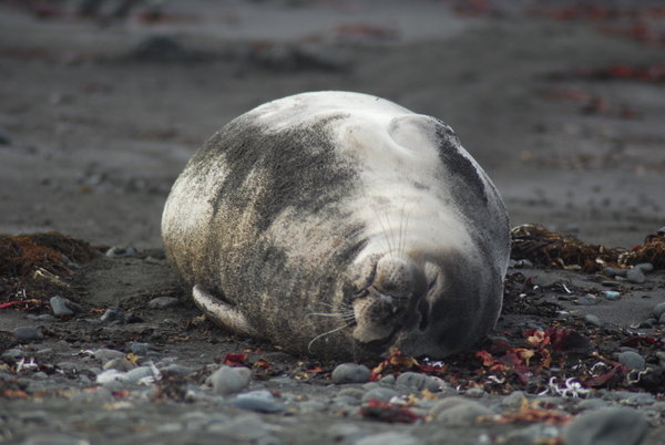 A Happy Weddell Seal!