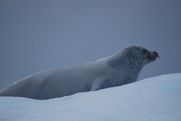 Crabeater Seal on Iceberg