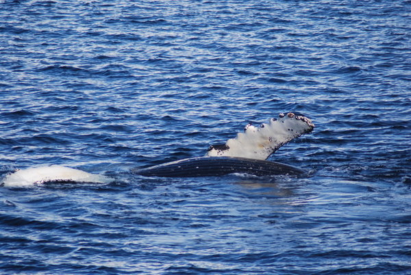 Humpback Whale doing backstroke!