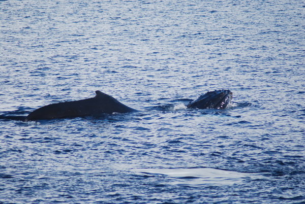 Humpback Whale having a look