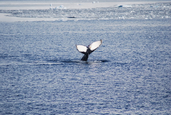 Humpback Whale saying goodbye!