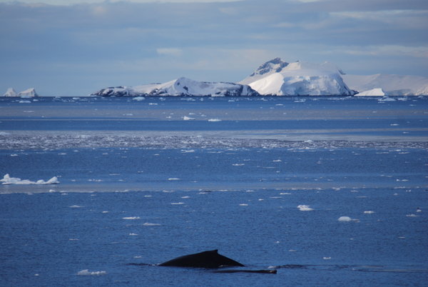 Whales in Antarctica