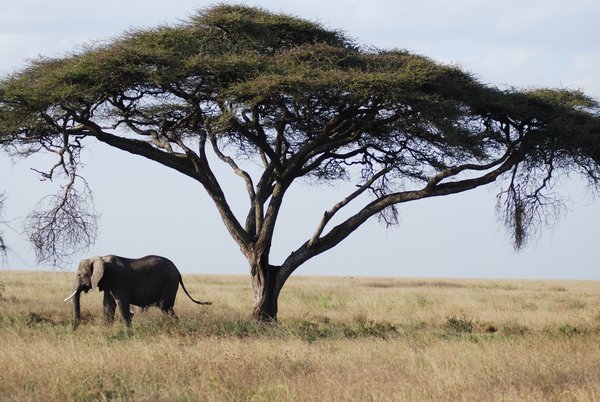 Elephant and Tree