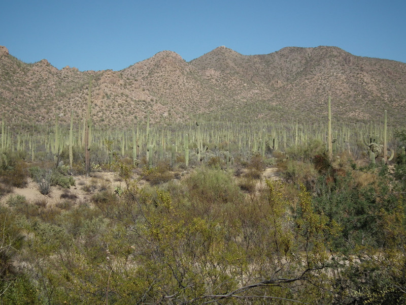 Saguaros cacti in abundance at the foot of the mountain
