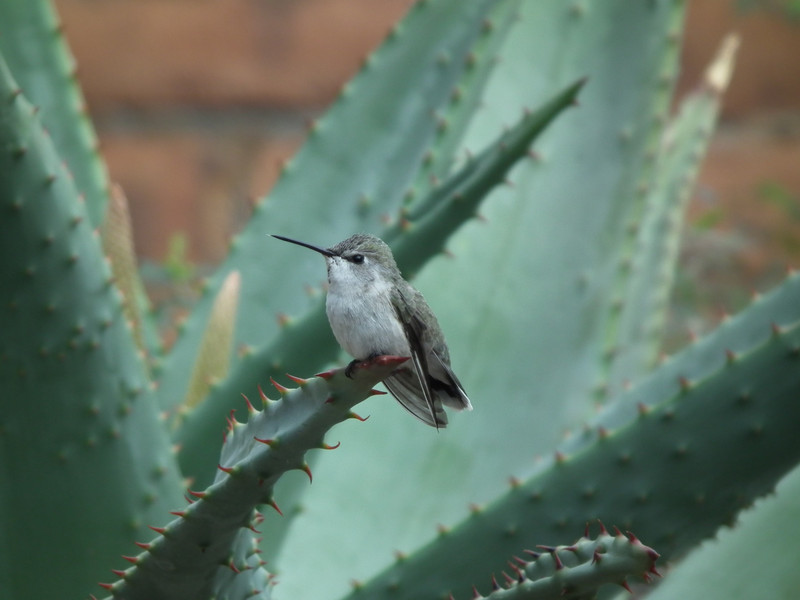 Hummingbird on agave