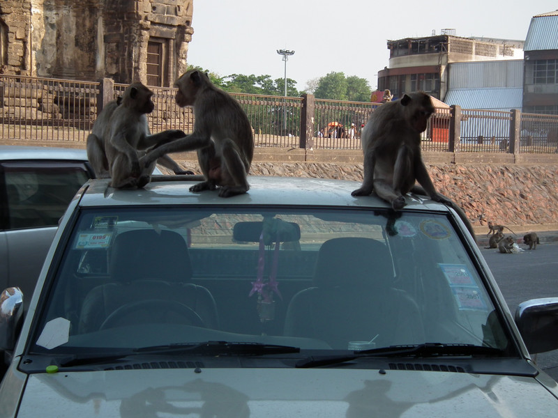 Mischievous macaques in Lopburi