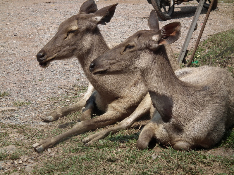 sambar deers