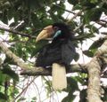 plain pouched hornbill female