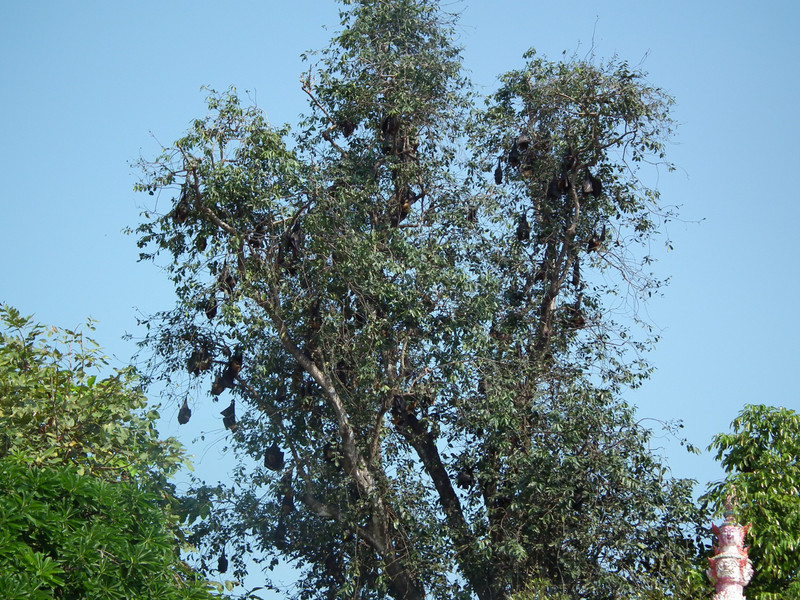 Bats in tree