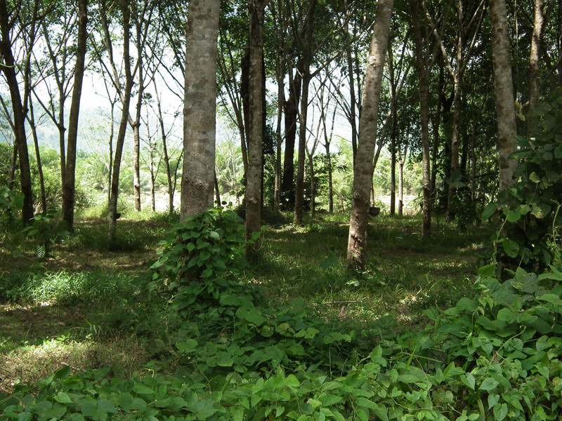 Rubber tree plantations