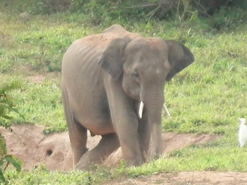 young male with tusks