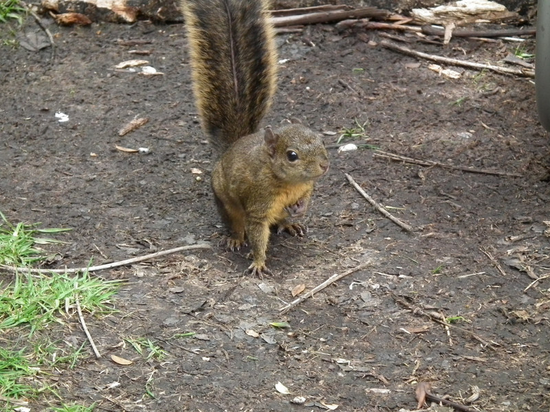 endemic poas squirrel