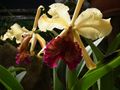 Orchid lankaster gardens