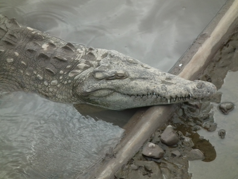 Crocodiles in rio Tarcoles