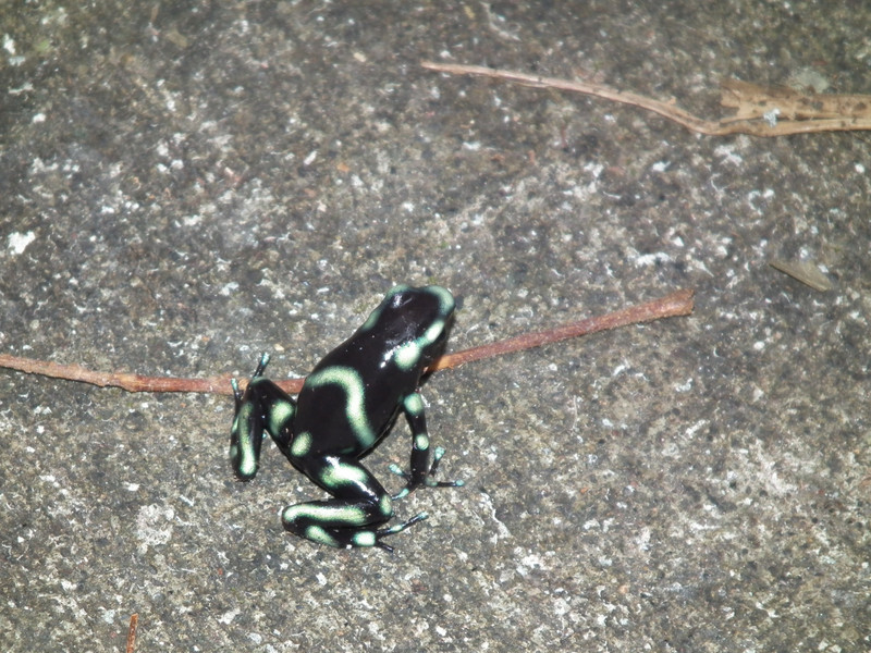 green and black dart frog