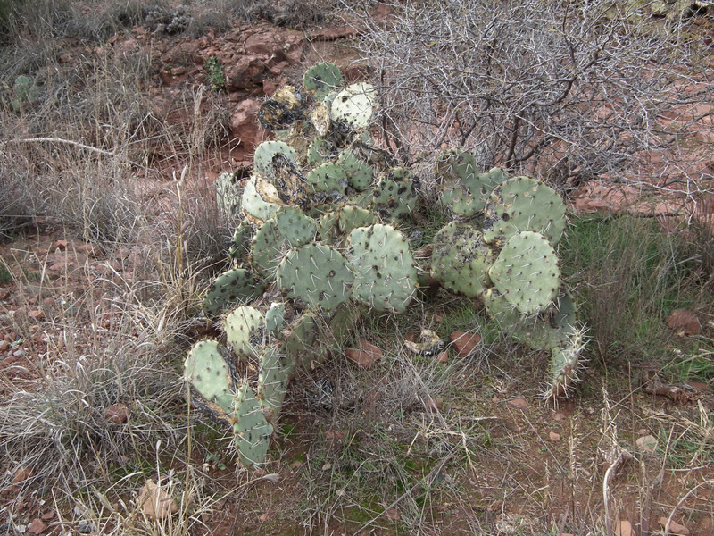 Prickly pear cactus in abondance.