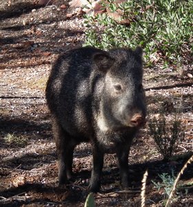 pecari / javelina / wild boar in a trail