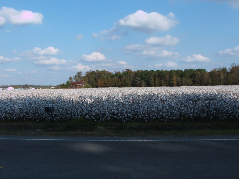Cotton's fields in Goldsboro NC