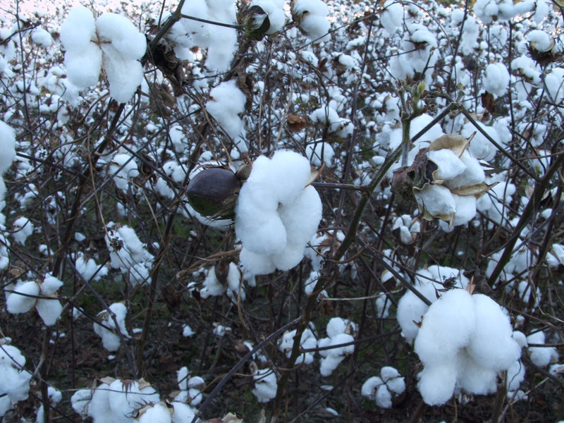 popcorn cotton