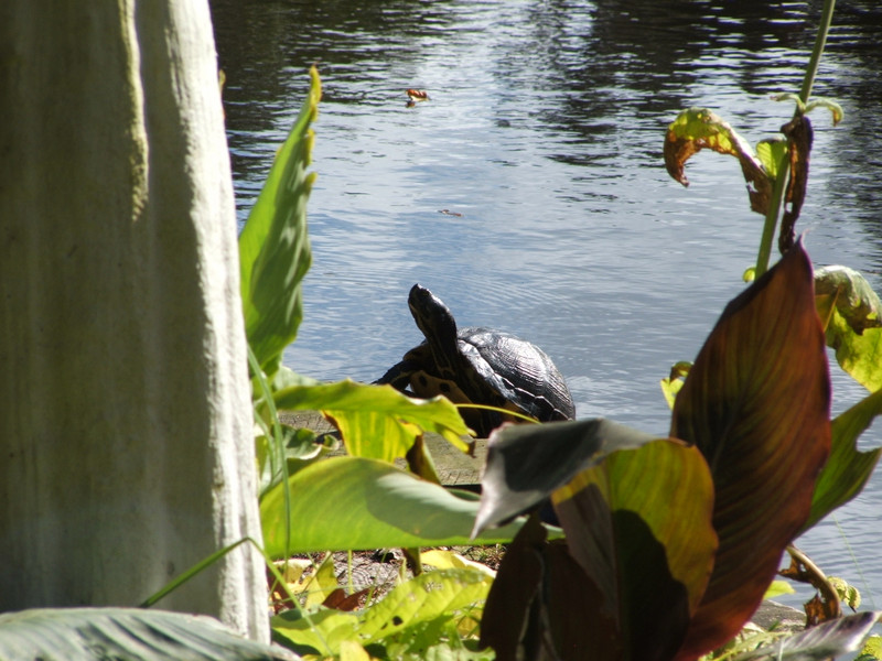 Magnolia's Garden turtle in pond