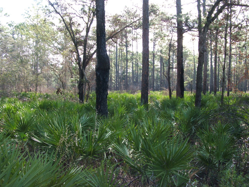 Pines &saw palmetto, Okefenokee swamp