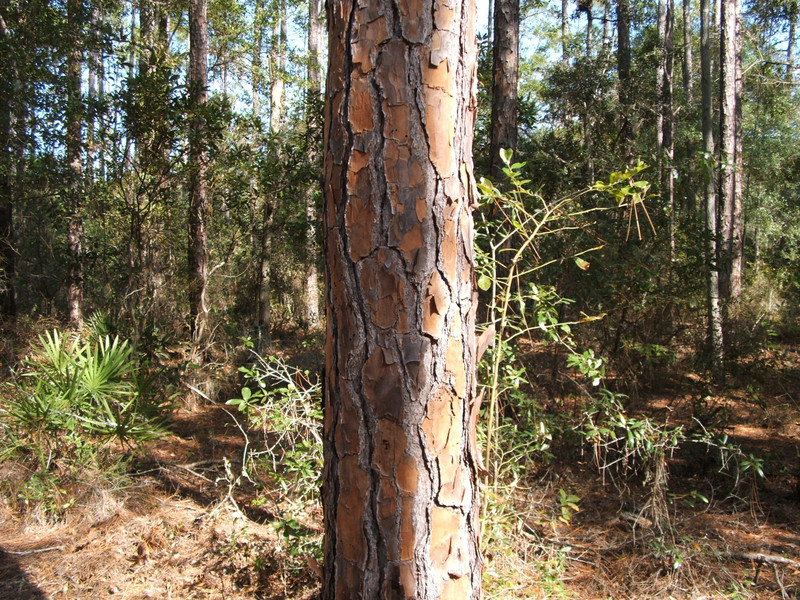 slash pine, Okefenokee swamp