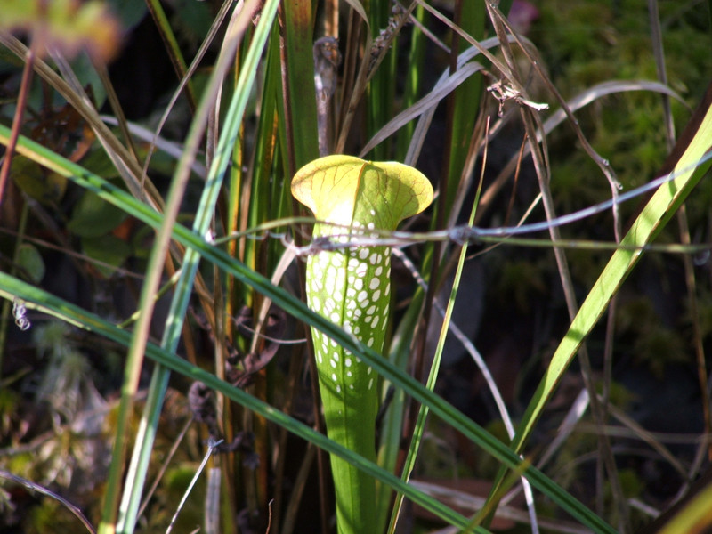 carnivorous pitcher plant, Okefenokee swamp