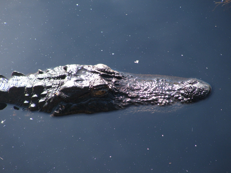 Alligator, Okefenokee swamp