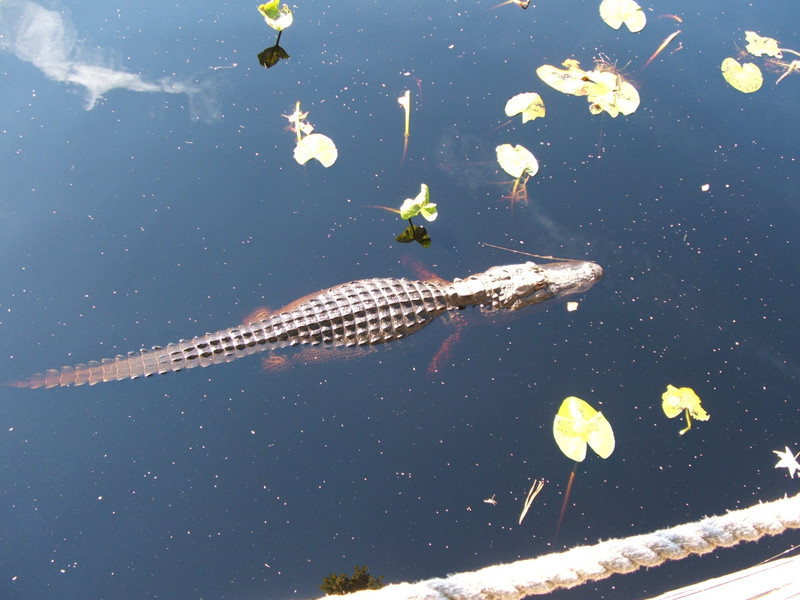 Alligator, Okefenokee swamp
