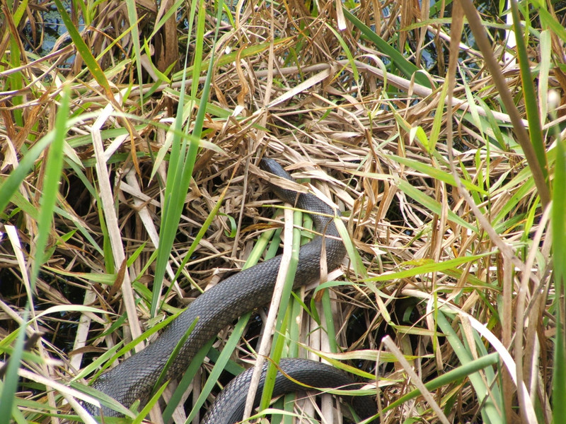 Paynes prairie, water snake