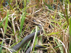 Paynes prairie, water snake | Photo