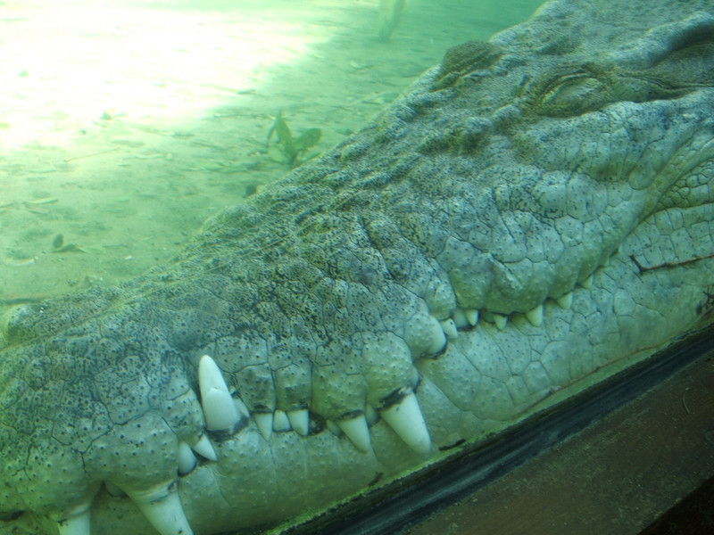 Saltwater crocodile up close