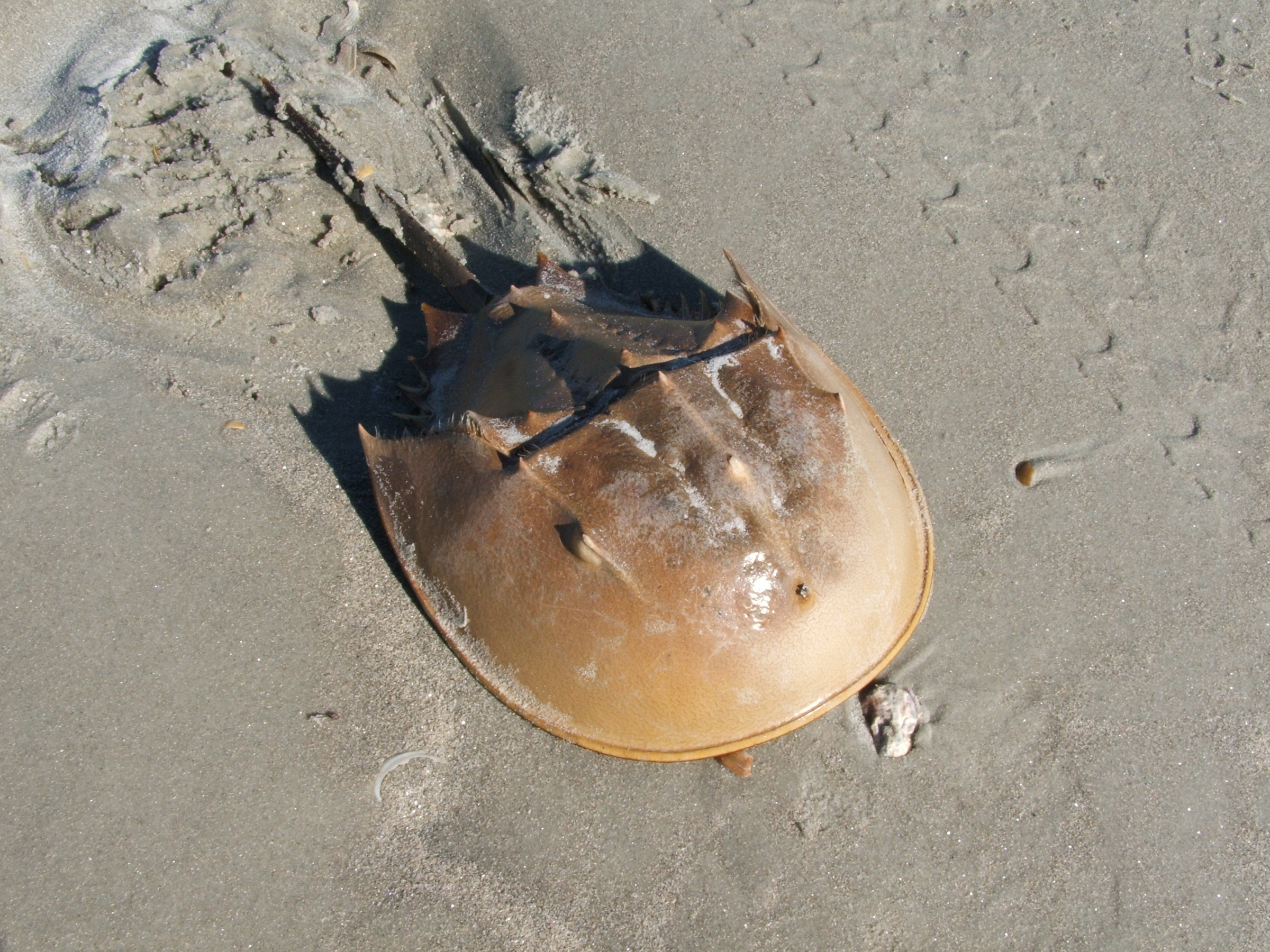 stuffed horseshoe crab