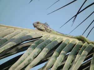 Little iguana on palm tree