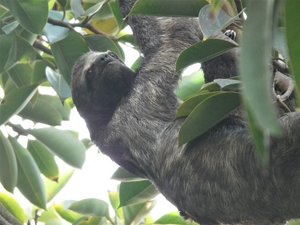 a sloth in the garden