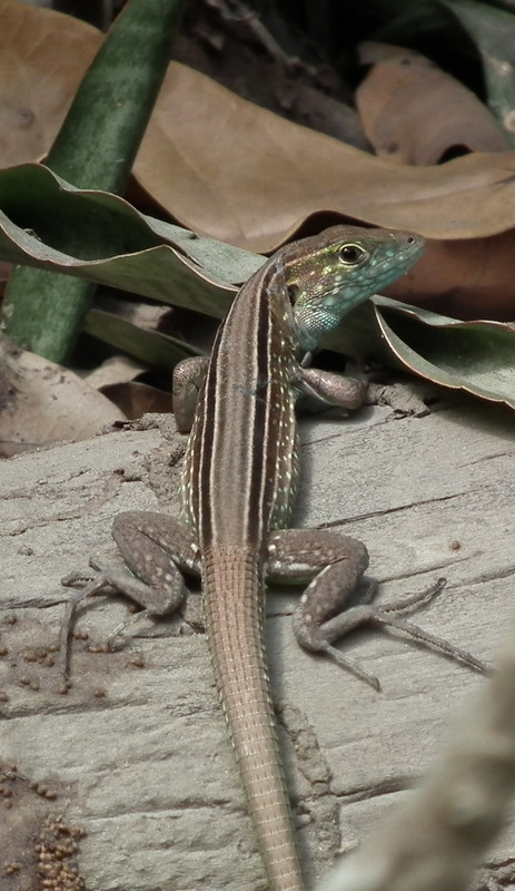 whiptail lizard