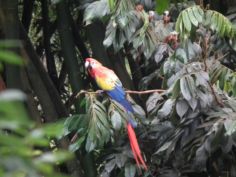 pet macaw