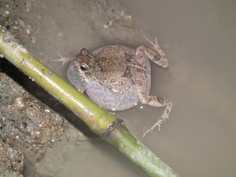 frog singing