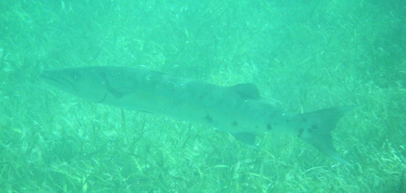 6 feet barracuda