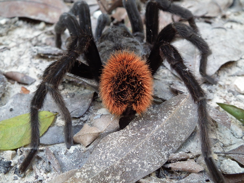 Red rump tarantula