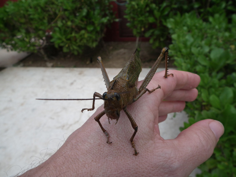 beautiful and very big grasshopper