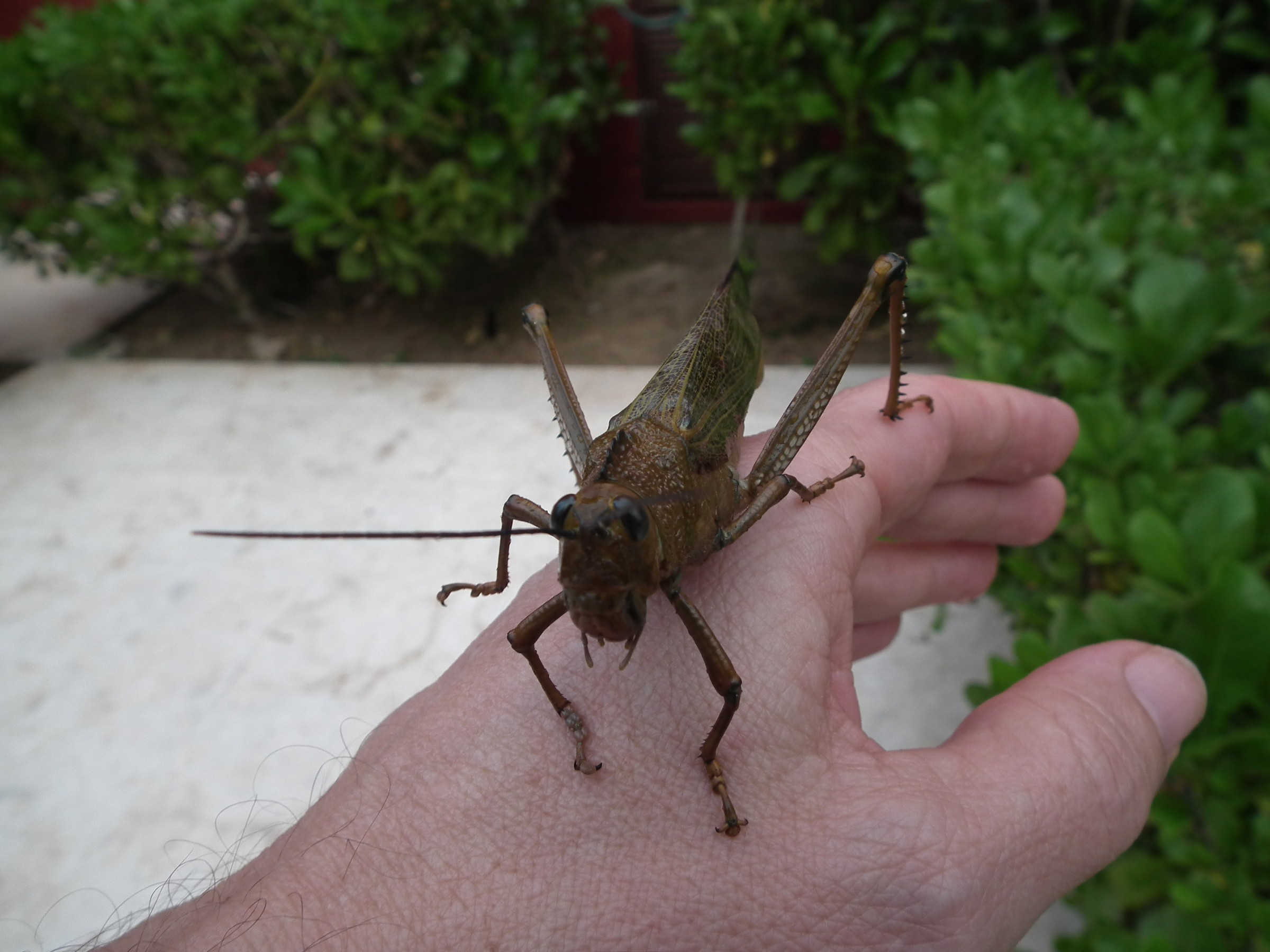 beautiful and very big grasshopper | Photo