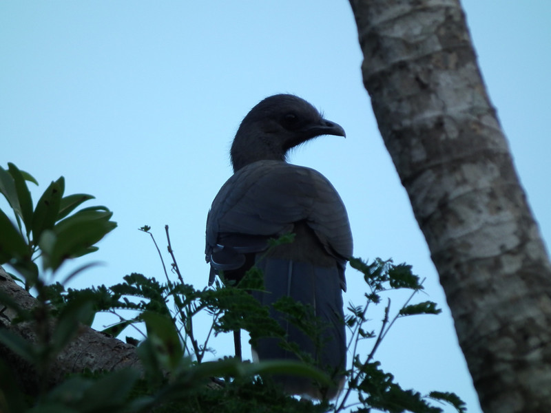 chachalaca bird
