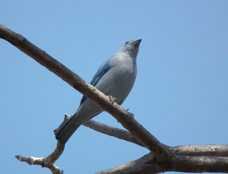 bleu gray tanager